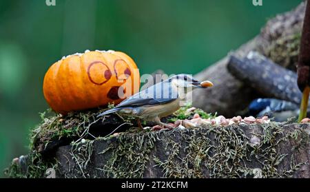 Nuthatch und der Kürbis Stockfoto