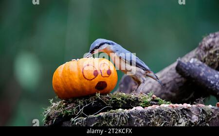 Nuthatch und der Kürbis Stockfoto