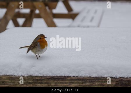 Farbbild von robin, der im Winter auf einem Tisch steht Stockfoto