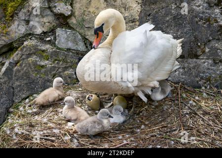 Stummer Schwan (Cygnus olor) mit fünf frisch geschlüpften Jungen in seinem Nest Stockfoto