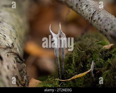 Kerzenschnupppilz im englischen Wald Stockfoto