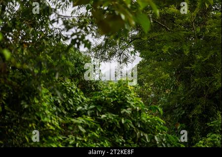 Wunderschöne Landschaft eines Berges mit Ästen von Bäumen, aus Kakkadampoyil, Kerala Stockfoto