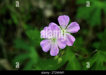 Wilde Geranie (Geranium maculatum) in Blüte Stockfoto