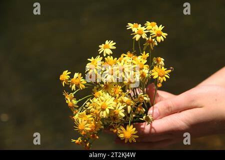 Virginia, USA. Mädchen mit einem kleinen Strauß Goldener Ragkraut (Packera aurea). Stockfoto