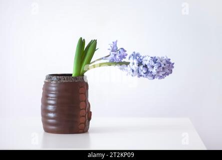 Lila duftende Hyazinthen-Blüte in voller Blüte. Stockfoto