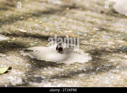 Ein Metalmark, orange-bändiger Szintillant (Crocozona coecias), auf einem Weg im Amazonasgebiet Ecuador Stockfoto