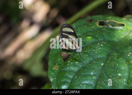 Kein Clearwing, sondern ein Pierid, ein orangenumrandeter Mimikweiß (Moschoneura Pinthous), der auf einem Blatt im Amazonasgebiet Ecuador thront Stockfoto