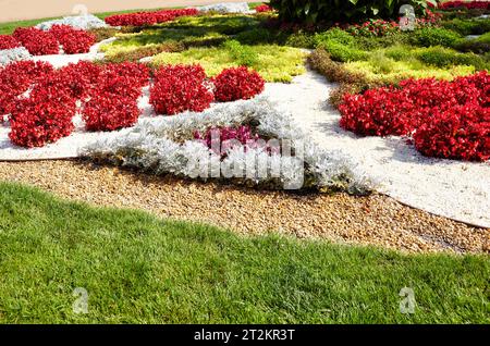 Eine wunderschöne Blumen Begonia und Silver Dust Cineraria Maritima wächst im Stadtgarten. Pflanzen- und Gartenkonzept. Üppig blühende bunte gemeinsame g Stockfoto