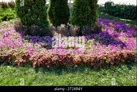 Violette Petunien und Coleus oder Plectranthus Scutellarioides (Brennnessel) mit rot-grünen Blättern im Stadtgarten. Üppig blühende bunte gemeinsame Garten fl Stockfoto