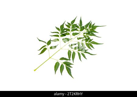 Melia Azedarach Chinaberry-Baumblatt isoliert auf weißem Hintergrund Stockfoto