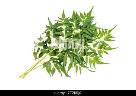 Melia Azedarach Chinaberry Blätter isoliert auf weißem Hintergrund Stockfoto