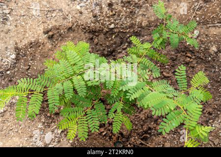 Tamarind kleine Pflanze im Boden Stockfoto
