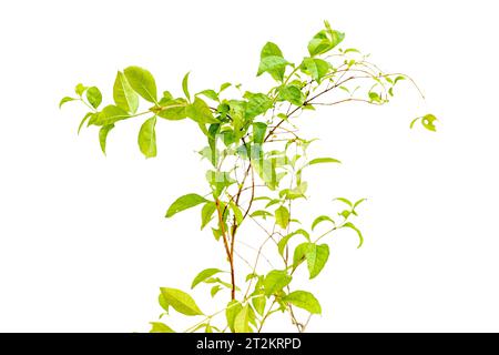 Lawsonia inermis Henna-Baumzweig mit isolierten Blättern auf weißem Hintergrund Stockfoto