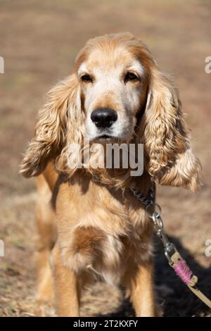 Englisch amerikanischer Cocker Spaniel auf dem Gehweg. Nahporträt eines Spaniel Stockfoto