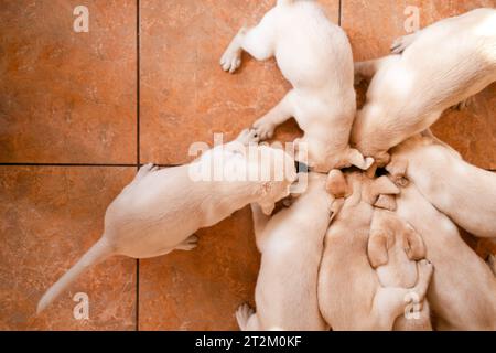 Niedliche goldene Labrador-Welpen essen Hundefutter. Blick von oben. Tierhandlung. Stockfoto