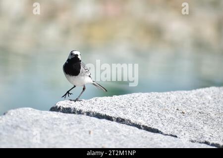 Ein weißer Bachstelz (Motacilla alba) auf Steinblöcken an einem Gartenteich, Siegsdorf, Bayern, Deutschland Stockfoto