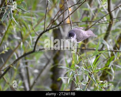 Männliche Schwarze Kappe (Sylvia atricapilla) in Weidenbüschen, Hirschauer Bucht am Chiemsee, Grabenstaett, Bayern, Deutschland Stockfoto