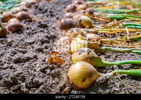 Zwiebel. Die frisch geerntete Zwiebelernte trocknet auf dem Boden Stockfoto