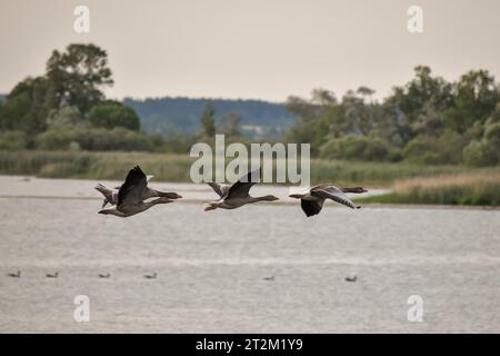 Mehrere Graugänse (Anser anser) im Flug in der Hirschauer Bucht am Chiemsee, Grabenstaett, Bayern Stockfoto