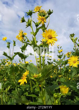 Becherpflanze (Silphium perfoliatum) Energie- und Futterpflanze, Allgaeu, Bayern, Deutschland Stockfoto