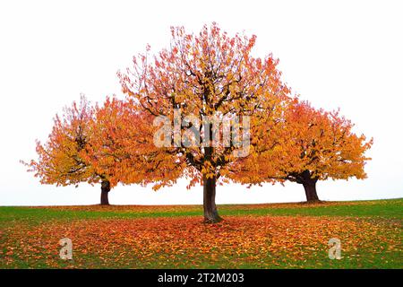 Drei herbstliche Kirschbäume (Prunus avium) vor nebeligem Hintergrund Stockfoto