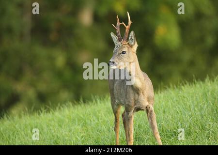 Rehe, sechsköpfiger Bock im grauen Wintermantel steht auf der Wiese, Allgäu, Bayern, Deutschland Stockfoto