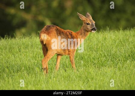 Reh-Wickelmantel, Wechsel von rotem Sommermantel zu grauem Wintermantel, Allgäu, Bayern, Deutschland Stockfoto