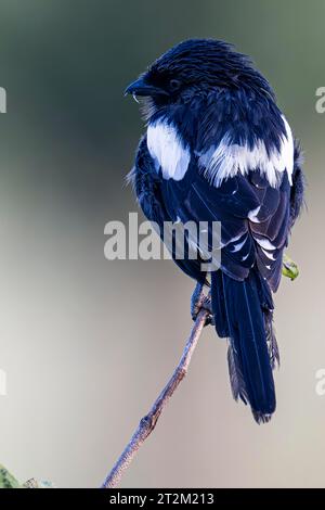 Magpie Shrike (Lanius melanoleucus) auf dem Taranagire Nationalpark Tansania Stockfoto