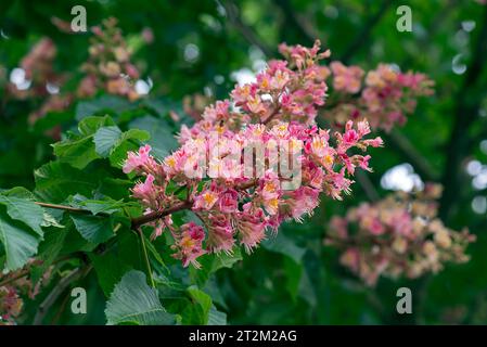 Blume einer Roten Rosskastanie (Aesculus x carnea), Baden-Württemberg, Deutschland Stockfoto