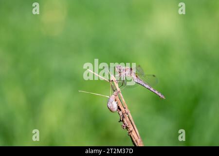 Das Sympetrum fonscolombii Libellulidae. Gelbe und grüne Libelle, die auf einem Ast sitzt, mit einer Schnecke darüber Stockfoto