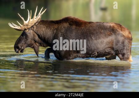 Europäischer Elch (Alces alces), Stier während der Furche in einem Teich Stockfoto