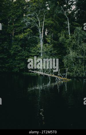 Ein toter Baum, der über einem Fluss hängt und sich im Wasser spiegelt. Stockfoto