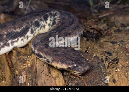 Elefantenstammschlange, Acrochordus javanicus in einem flachen Bach in Malaysia. Die Elefantenstamm-Schlange ist vollständig für das Leben unter Wasser geeignet. Stockfoto