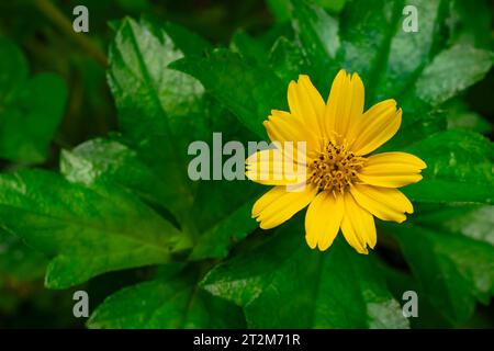 Draufsicht der blühenden kleinen gelben Sternblume mit grünen Blättern im Hintergrund. Kleine gelbe Sternblume oder Bay Biscayne Creeoing-Oxyye oder Marigo Stockfoto