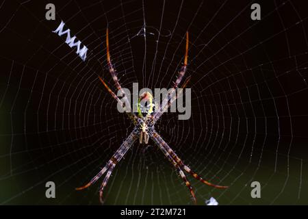 Nahaufnahme einer wunderschönen mehrfarbigen Gartenspinne, die auf dem Netz sitzt und auf die Beute auf dunklem Hintergrund wartet. Stockfoto