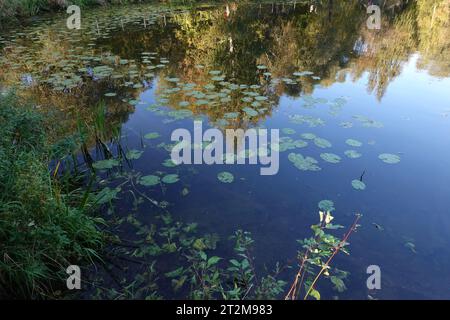 Schöne Landschaft in ländlichem Ort mit Rückwasser auf stillen See und vielen Blättern von Seerosen aus der Nähe Stockfoto