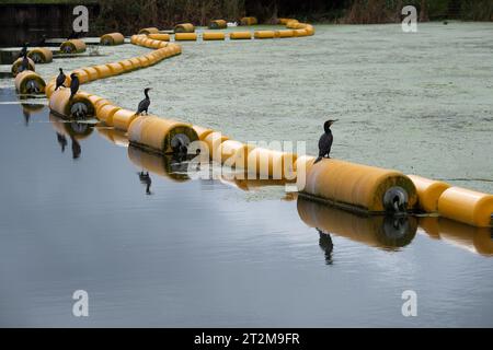 Eton Wick, Windsor, Berkshire, Großbritannien. Oktober 2023. Nach starkem nächtlichem Regen wurden Kormorane heute auf gelben Bojen am Jubliee River in Eton Wick, Windsor, Berkshire, aufgestellt. Kormorane sind Fischfresser und bekannt als ausgezeichnete Taucher. Phalacrocoracidae ist eine Familie von etwa 40 Arten von Wasservögeln, die allgemein als Kormorane und Shags bekannt sind. Quelle: Maureen McLean/Alamy Live News Stockfoto