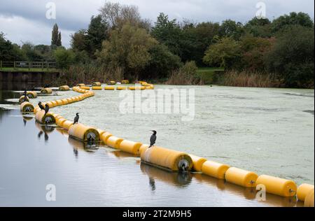 Eton Wick, Windsor, Berkshire, Großbritannien. Oktober 2023. Nach starkem nächtlichem Regen wurden Kormorane heute auf gelben Bojen am Jubliee River in Eton Wick, Windsor, Berkshire, aufgestellt. Kormorane sind Fischfresser und bekannt als ausgezeichnete Taucher. Phalacrocoracidae ist eine Familie von etwa 40 Arten von Wasservögeln, die allgemein als Kormorane und Shags bekannt sind. Quelle: Maureen McLean/Alamy Live News Stockfoto