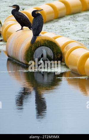 Eton Wick, Windsor, Berkshire, Großbritannien. Oktober 2023. Nach starkem nächtlichem Regen wurden Kormorane heute auf gelben Bojen am Jubliee River in Eton Wick, Windsor, Berkshire, aufgestellt. Kormorane sind Fischfresser und bekannt als ausgezeichnete Taucher. Phalacrocoracidae ist eine Familie von etwa 40 Arten von Wasservögeln, die allgemein als Kormorane und Shags bekannt sind. Quelle: Maureen McLean/Alamy Live News Stockfoto