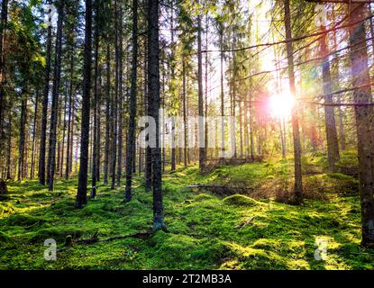 Sonnenuntergang hinter hinterleuchtetem Wald mit Sonnenstrahlen zwischen Kiefern und grünem Moos im Spätsommer im Frühherbsthintergrund Stockfoto