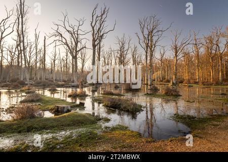 Eine Szene von Bäumen, die durch Hochwasserschäden gestorben sind und silberne Stämme zeigen, die sich im Wasser spiegeln. New Forest, Hampshire, Großbritannien Stockfoto