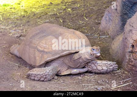 Aldabra Riesenschildkröte (Aldabrachelys gigantea) im Poema del Mar Aquarium, Palmas de Gran Canaria, Gran Canaria, Kanarische Inseln, Spanien Stockfoto
