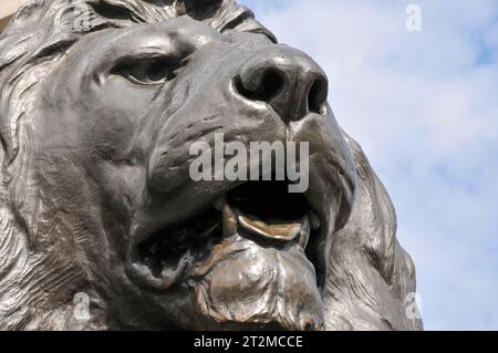 London, UK - 8. Juli 2008: Eine detaillierte Nahaufnahme eines Löwenkopfes am Trafalgar Square, London, UK. Stockfoto