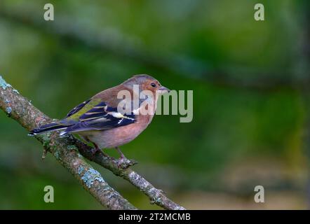 Eurasischen Buchfink Stockfoto
