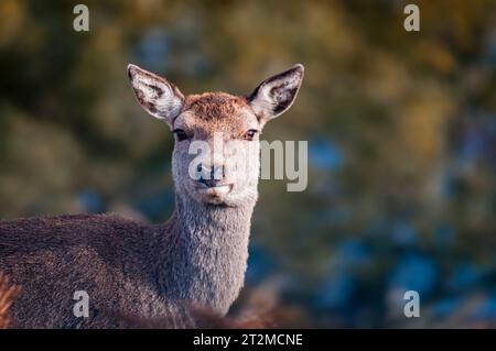 Ein herbstliches HDR-Bild eines alarmierenden, einsamen weiblichen Rothirsches (Hind), Cervus elaphus scoticus bei Loch Naver, Sutherland, Schottland. Oktober 2023 Stockfoto