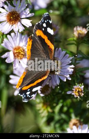 Roter Admiral Schmetterling Stockfoto