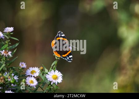 Roter Admiral Schmetterling Stockfoto