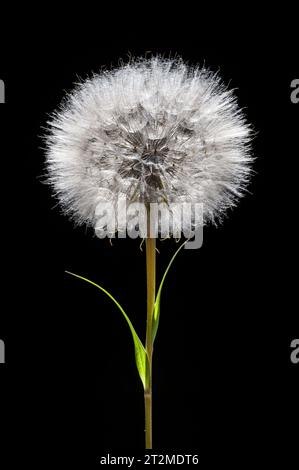 Ein Samenkopf von Tragopogon pratensis (gebräuchliche Namen sind Ziegenbart, Jack-Go-to-bed-at-Mittag, Wiesensalsify), eine gemeinsame Wildblume in Europa und den USA Stockfoto