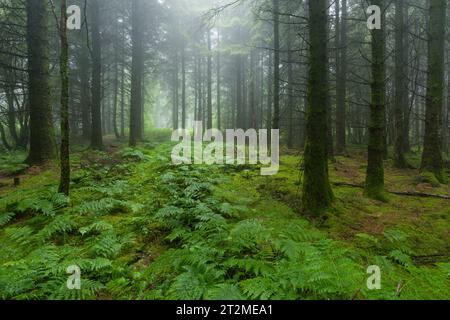 Eine neblige Nadelplantage in den East Harptree Woods in Mendip Hills, Somerset, England. Stockfoto