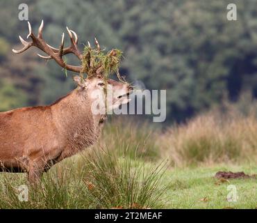Rotwild-Hirsch Stockfoto
